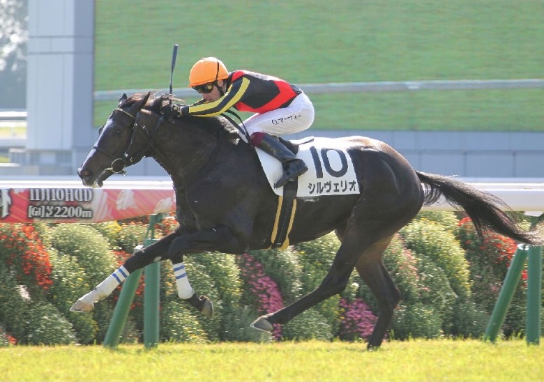 ｐｏｇ人気馬シルヴェリオが待望の 気になる適性と 評価 競馬専門紙 優馬