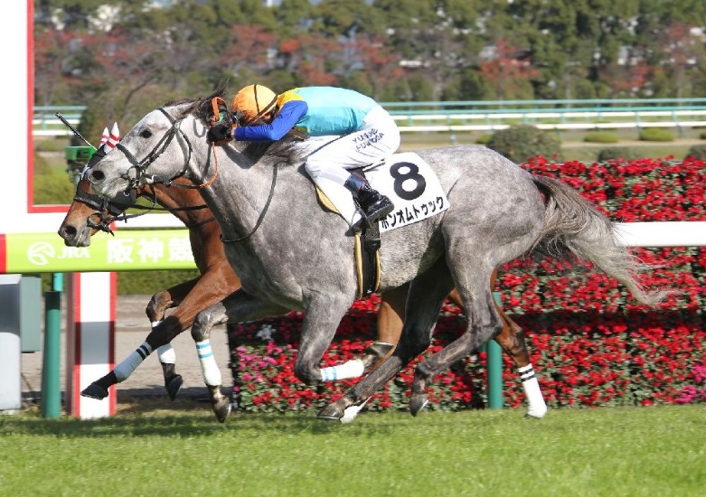 近親にＧI馬多数の芦毛女子 11月30日-12月1日の☆評価一覧 | 競馬専門