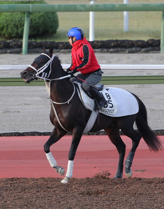 みやこＳ】「むしろ買いたい」穴の３歳馬 前走ガッカリも“情状酌量”の