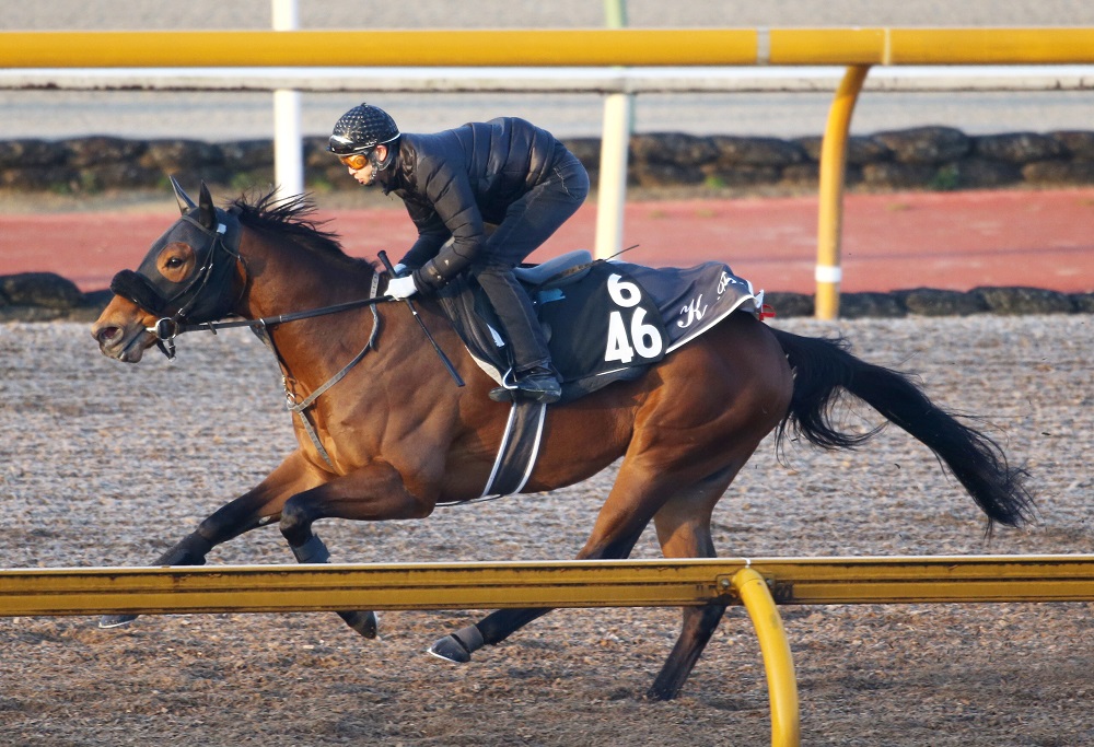 【共同通信杯】“悩ましい存在”タッチウッド 前走「６馬身差Ｖ！」の