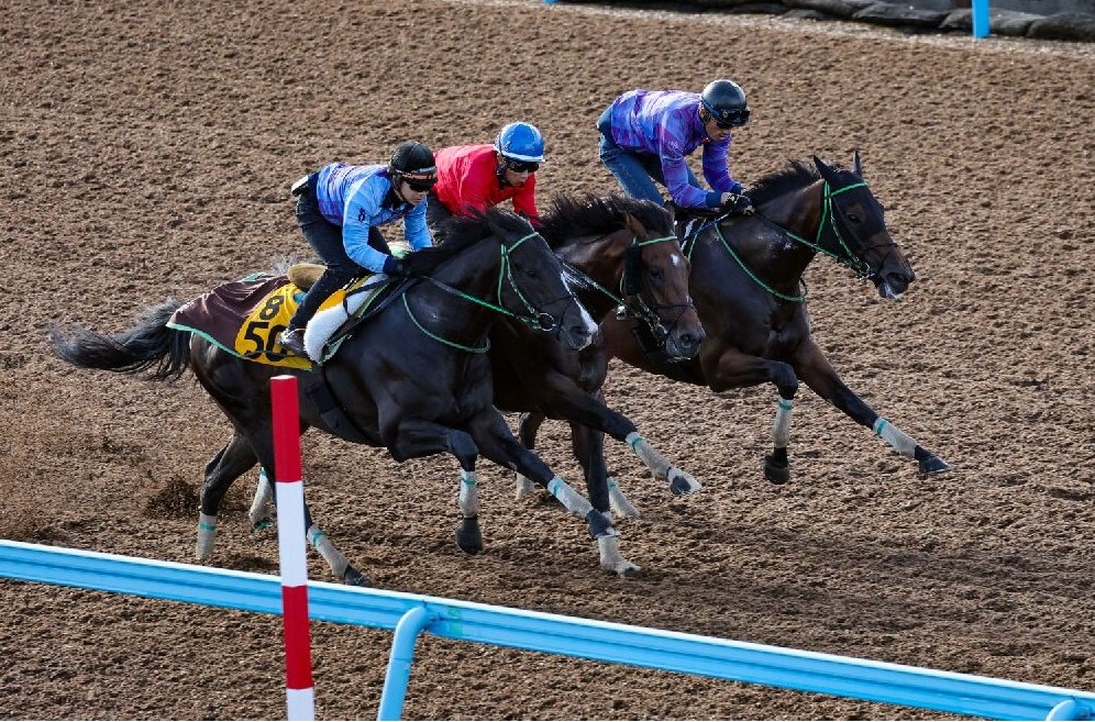 ☆最強の競馬予想☆的中率重視コース（2日間分） - 競馬