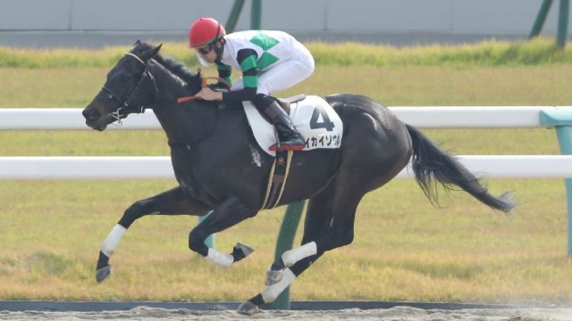 絶対一番安い 第73回 全出走18頭 ☆ロゴタイプ他全馬 懐かしの単勝馬券