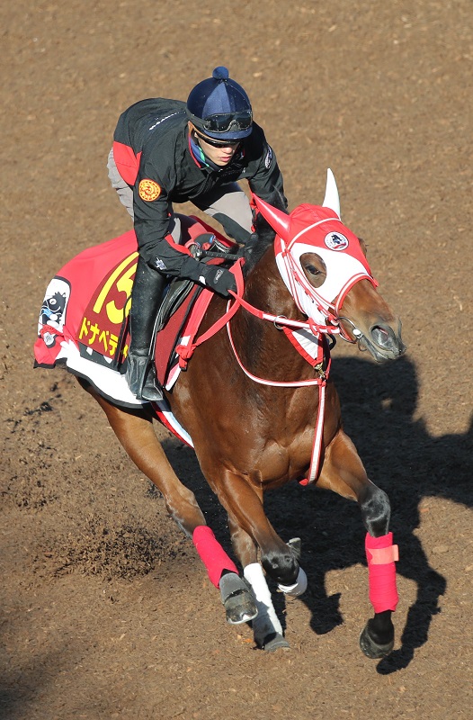 ☆最強の競馬予想☆的中率重視コース（2日間分） - 競馬