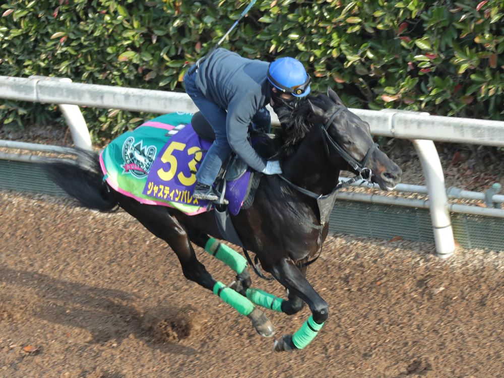 有馬記念】馬券の軸は「複勝率100％」データに合致する２頭で決まり！ | 競馬専門紙「優馬」