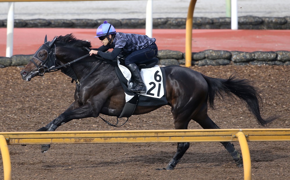 目黒記念】シュトルーヴェらと「大して変わらないのでは…」 ハンデ戦なら買える伏兵馬 | 競馬専門紙「優馬」