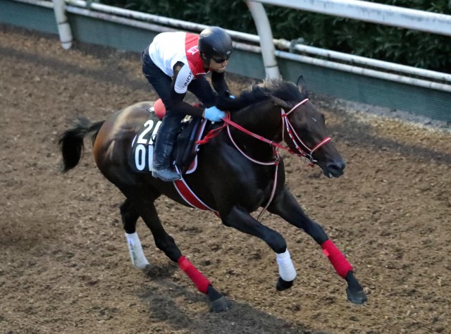 直前も軽快な動きを見せているサンライズソレイユ