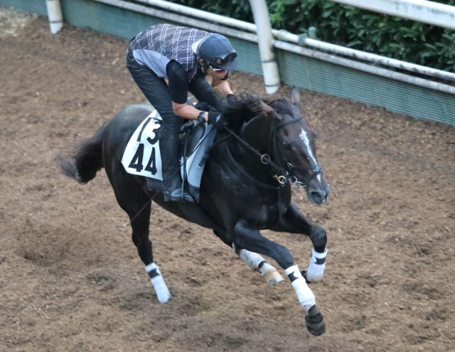 坂路で軽快な動きを見せているディオ