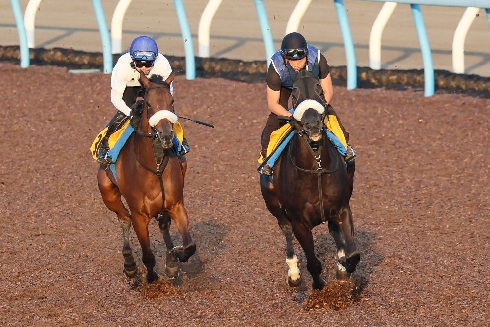 【SEAL限定商品】 競馬パネル：ヒシアマゾン「1995年第41回産経賞オールカマー コレクション