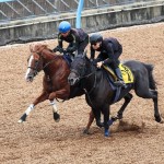 前走を完勝したトウシンマカオ　待望の初戴冠なるか