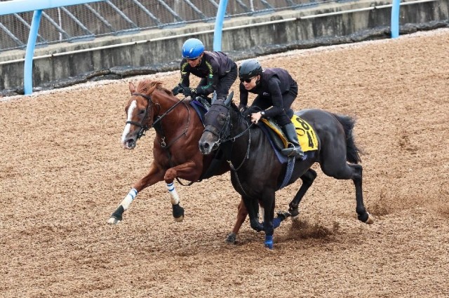 前走を完勝したトウシンマカオ　待望の初戴冠なるか