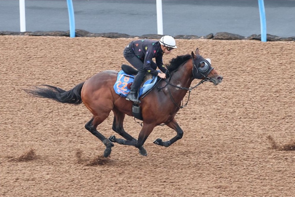 富士Ｓ】「本当に雰囲気が良い」現場からの声で“買うしかない”伏兵の１頭 | 競馬専門紙「優馬」