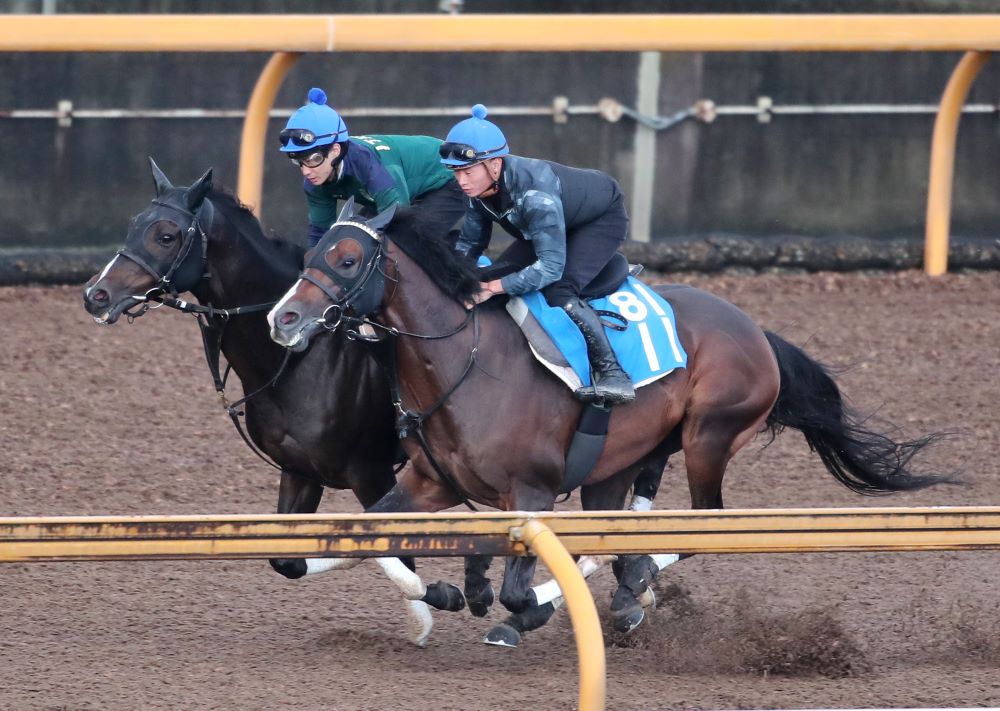 みやこＳ】驚異の「単勝回収率530％」をマーク！ 狙うべきは格下の一発 | 競馬専門紙「優馬」