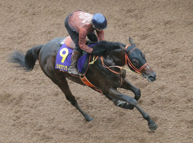 確かな上積みも見込めるショウナンラプンタ