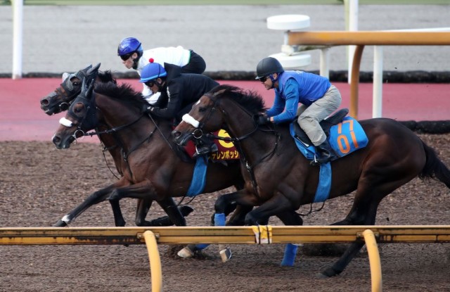 得意の栗東滞在で２冠目奪取を狙うステレンボッシュ（中）