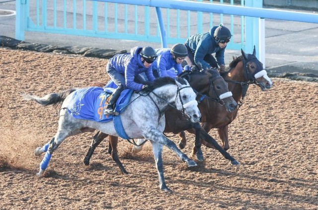 併せ馬で十分な負荷がかけられているサリエラ（中）