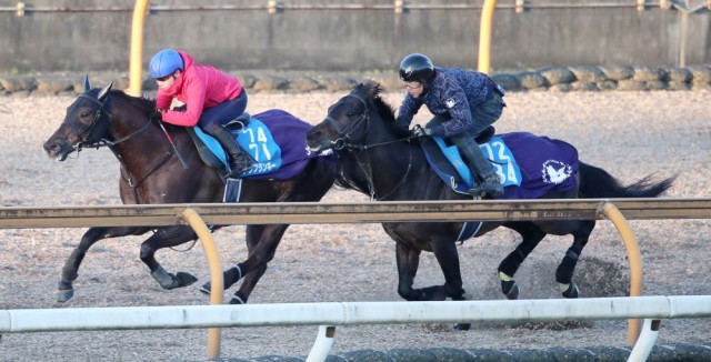 パワフルな動きが目立つドンフランキー（左）