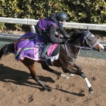 馬名の意味は「ねこの耳の先端の毛」　リンクスティップに要注意