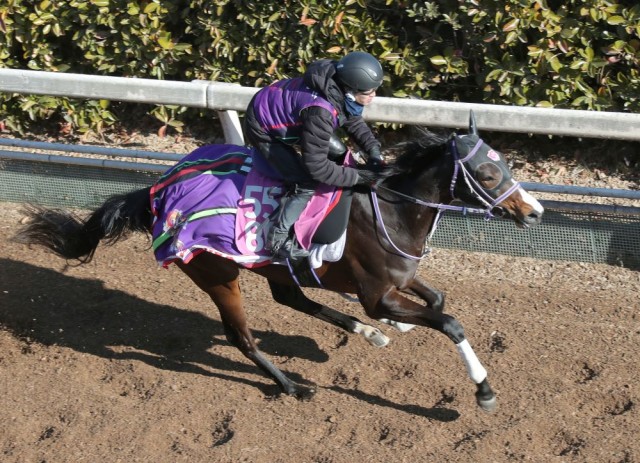 馬名の意味は「ねこの耳の先端の毛」　リンクスティップに要注意