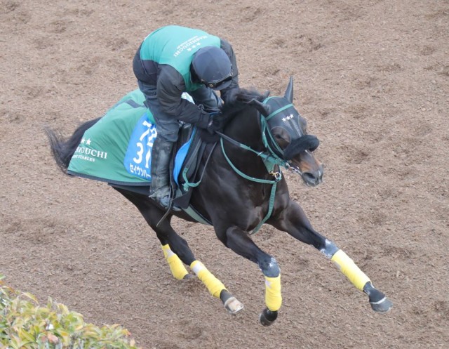 前走以上の仕上がりに映るセイウンハーデス