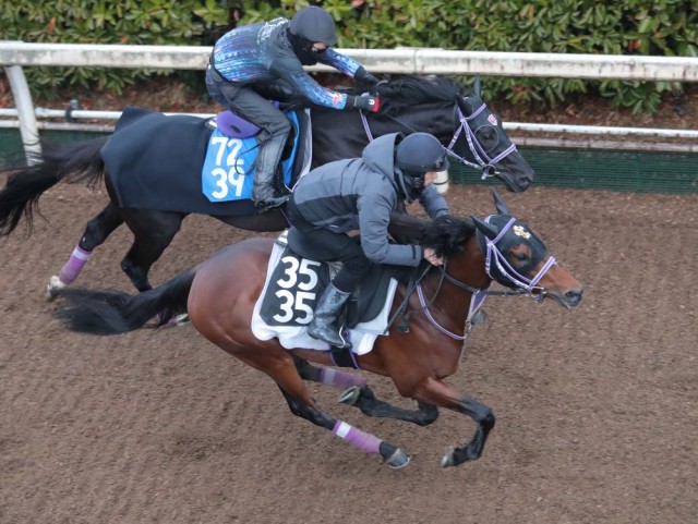 前走後も順調なファウストラーゼン（手前）