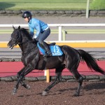 マテンロウレオ