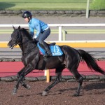 マテンロウレオがパーフェクトデータに合致
