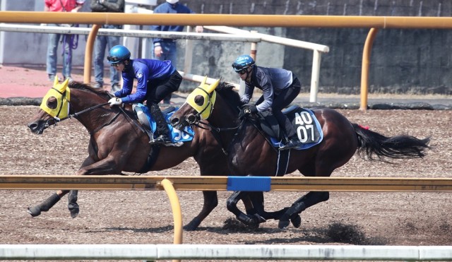 テスティモーネ