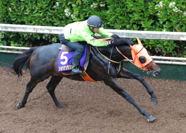 阪神コースと好相性のショウナンラプンタ